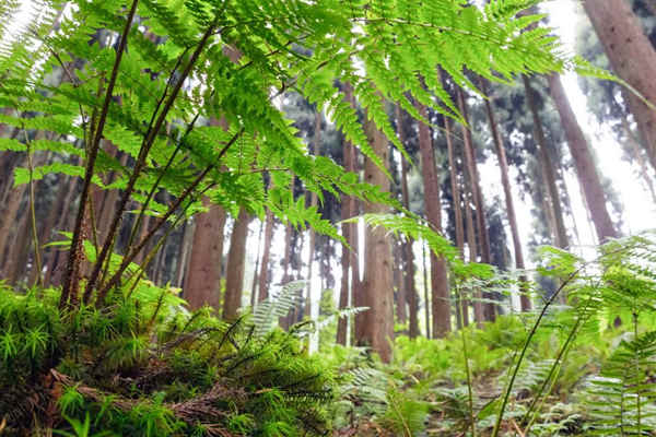 如何利用生物進(jìn)行環(huán)境監(jiān)測？